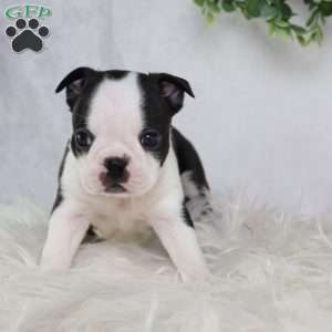 Bella, Boston Terrier Puppy